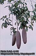 branche en fruits