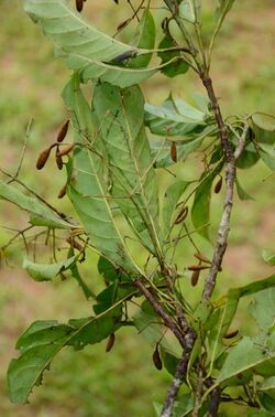 alt=Description de l'image Corynanthe macroceras Ehoarn Bidault arbre en fruits.jpg.