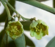 fleurs mâles