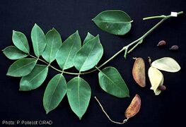 feuilles et fruits