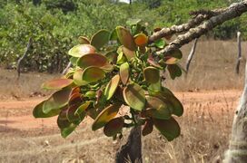 fruits