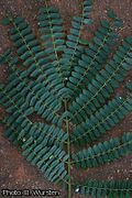 feuille (Zimbabweflora)