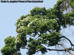 branches en fleurs