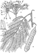 1, rameau feuillé ; 2, rameau en fleurs ; 3, foliole ; 4, fruit. Redessiné et adapté par Achmad Satiri Nurhaman