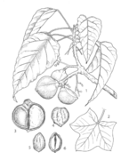 1, branche en fruits ; 2, feuille d'un jeune arbre ; 3, fruit (section longitudinale); 4, "noix" (vue de face); 5, "noix" (vue de côté); 6, "noix" (section longitudinale) (PROSEA)