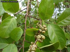 feuilles et fruits