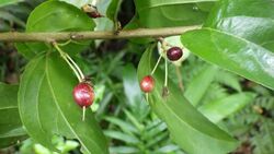 alt=Description de l'image Scolopia rhamniphylla Olivier Lachenaud fruits.jpg.