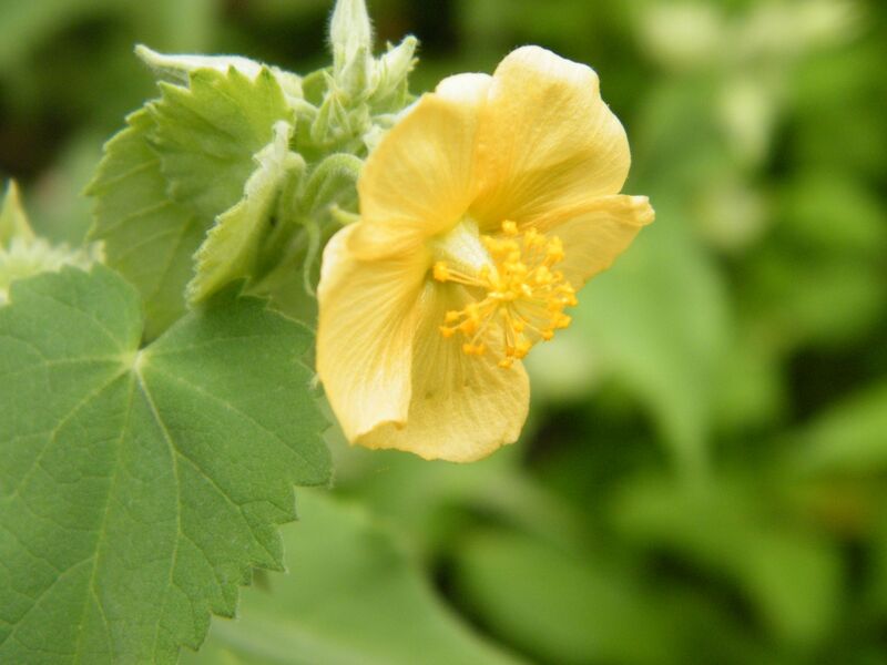 Fichier:Abutilon mauritianum Scamperdale fleur.jpg