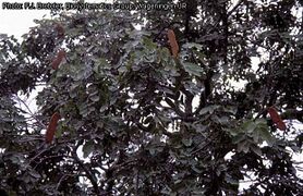 arbre en fruits