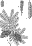 1, rameau en fleurs ; 2, foliole ; 3, fleur ; 4, fruit. Redessiné et adapté par Achmad Satiri Nurhaman