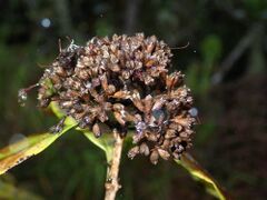infrutescence