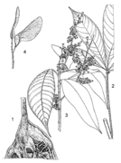 1, base du fût ; 2, partie de feuille composée digitée ; 3, rameau en fleurs ; 4, fruits. Redessiné et adapté par Iskak Syamsudin