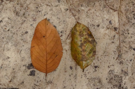 feuilles