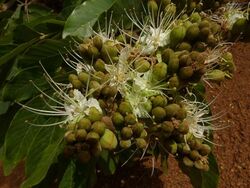 alt=Description de l'image Isoberlinia angolensis Warren McCleland inflorescence.jpg.