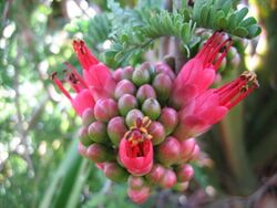 alt=Description de l'image Schotia afra Erick Lux fleurs.jpg.