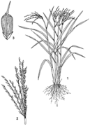 1, port de la plante ; 2, inflorescence ; 3, épillet. (W. Wessel-Brand)