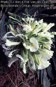 fleurs