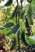 jeunes gousses consommées comme légume