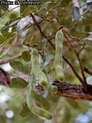 jeunes fruits (Mozambiqueflora)