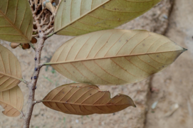 feuilles