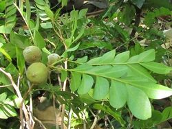 alt=Description de l'image Gereaua perrieri Tefy Andriamihajarivo feuilles et fruits.jpg.